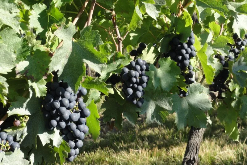 Domaine de Beyssac - Grappes d’abouriou mûres sur le cep