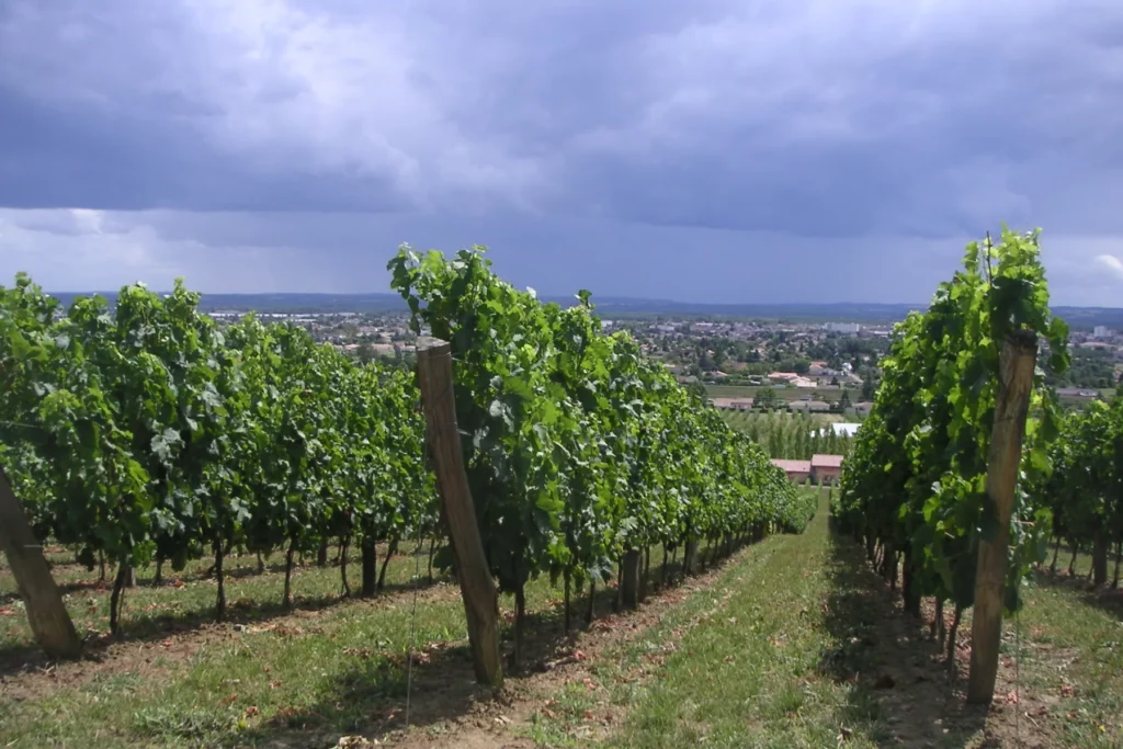 Domaine de Beyssac - Rangs de vigne descendant vers le chai, Marmande en contrebas