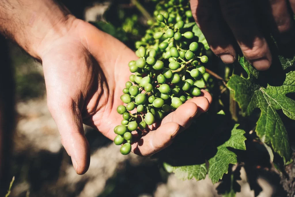Domaine de Brin - Jeune grappe tenue dans la main au printemps