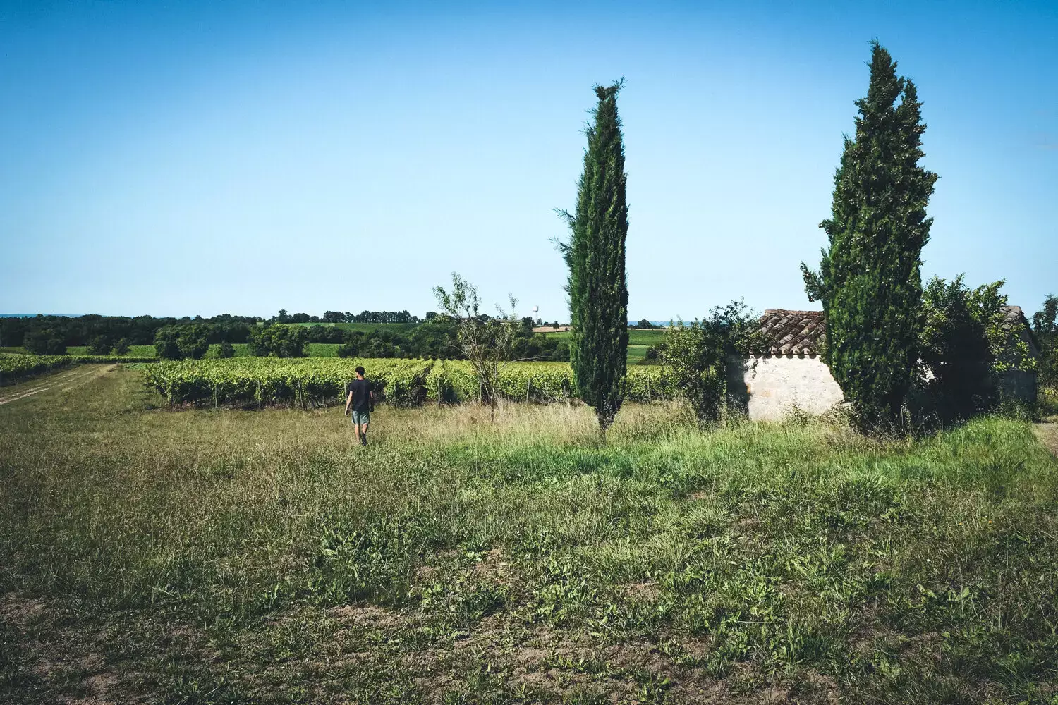 Domaine de Brin - Vignes, cyprès et bâtisse en pierre blanche sous un ciel d’été