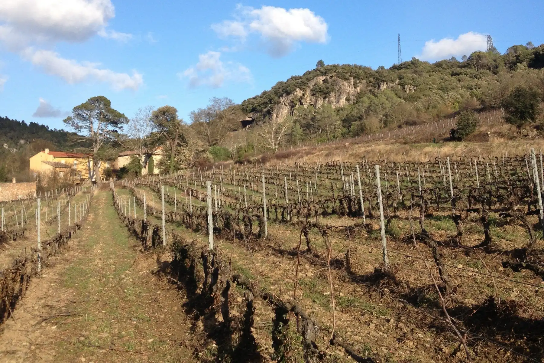 Domaine de Clovallon - Vignes en hiver au pied des falaises dolomitiques, à Bédarieux