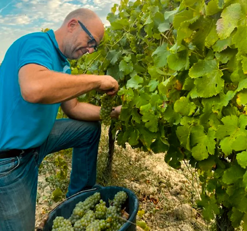 Domaine de Ferrand - Philippe Bravay coupe des grappes de raisin blanc à la main
