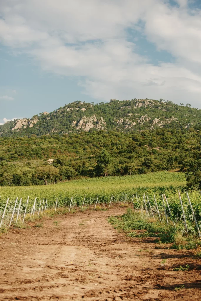 Domaine de Granajolo - Chemin de terre entre les vignes, face aux collines