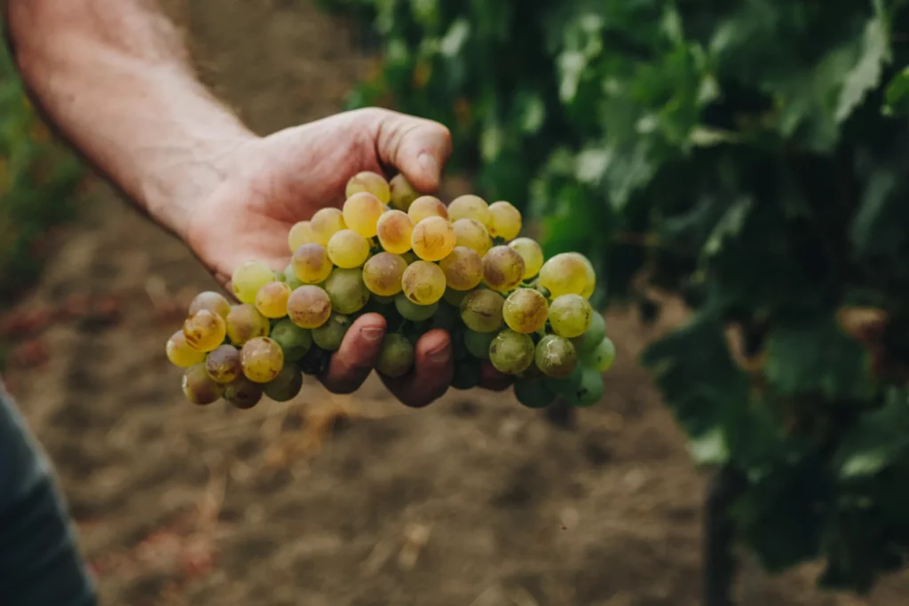 Domaine de Granajolo - Grappe de raisin blanc tenue dans la main d’un vendangeur