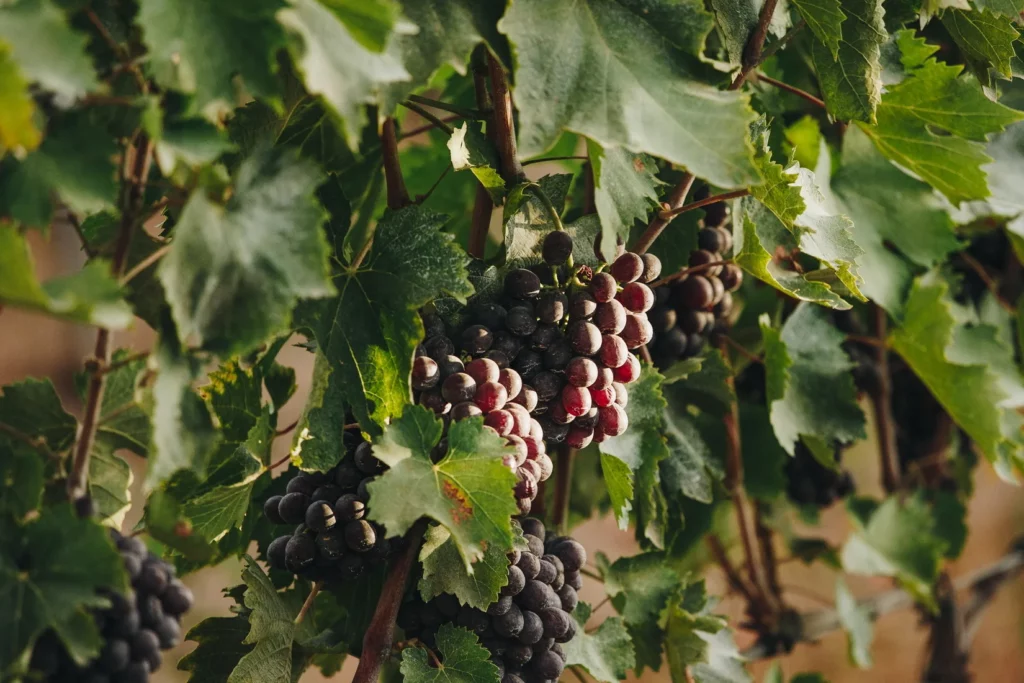 Domaine de Granajolo - Grappes de raisin rouge sur la souche, entre les feuilles