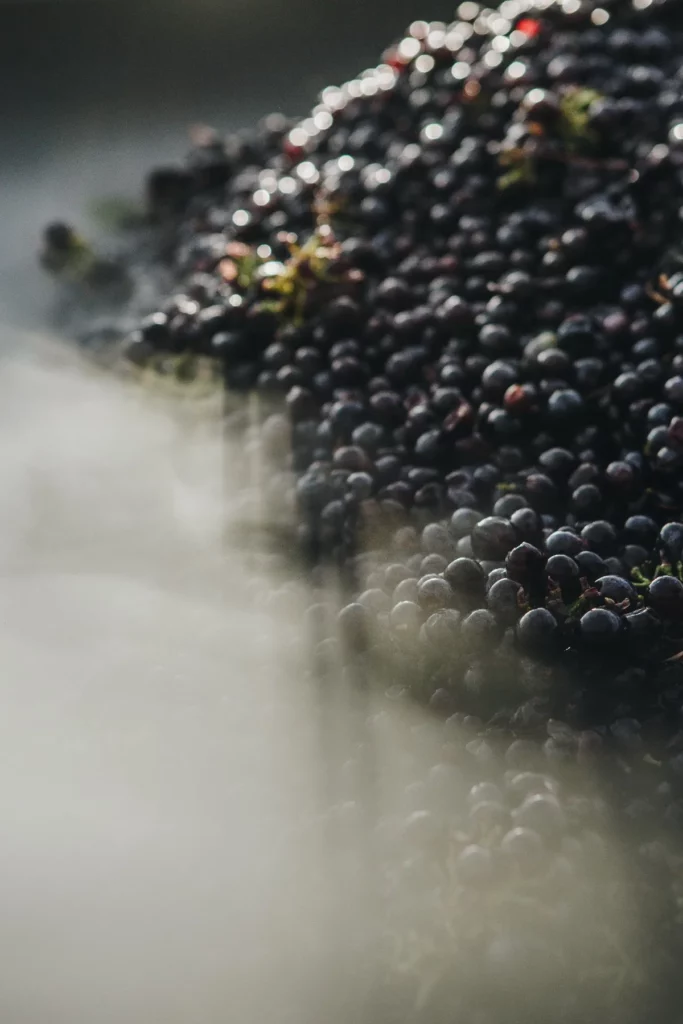 Domaine de Granajolo - Raisins noirs fraîchement vendangés, dans un voile de brume
