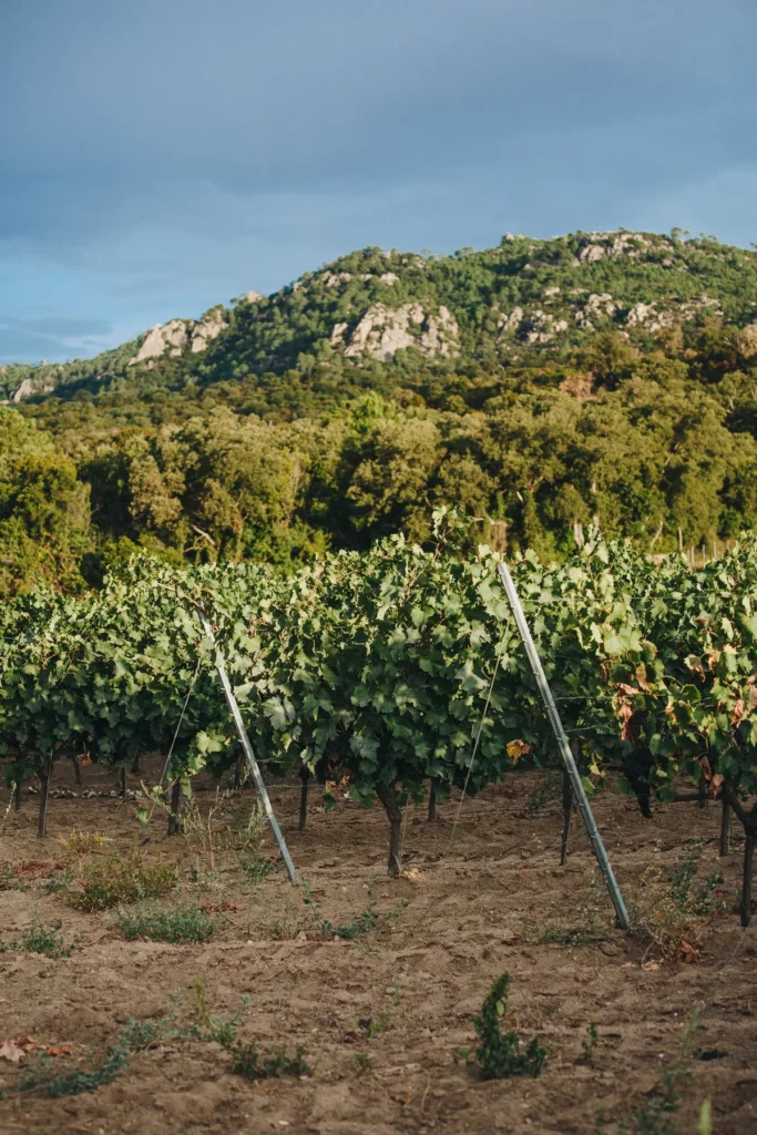 Domaine de Granajolo - Rangs de vigne sous un relief rocheux couvert de maquis