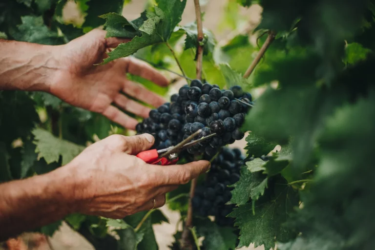 Domaine de Granajolo