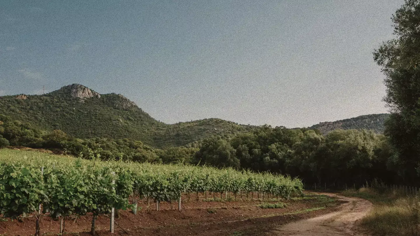 Domaine de Granajolo - Vignes et chemin de terre au pied d’une colline couverte de maquis à Sainte-Lucie-de-Porto-Vecchio
