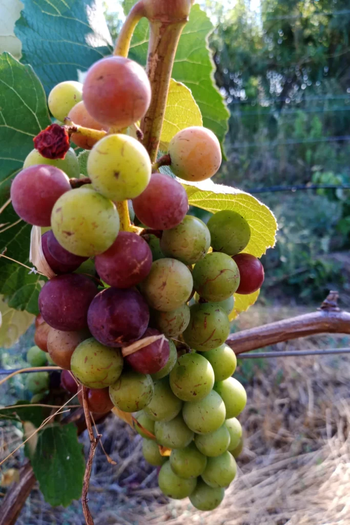 Domaine de l’Anchois - Grappe en pleine véraison, baies vertes, roses et violettes mêlées