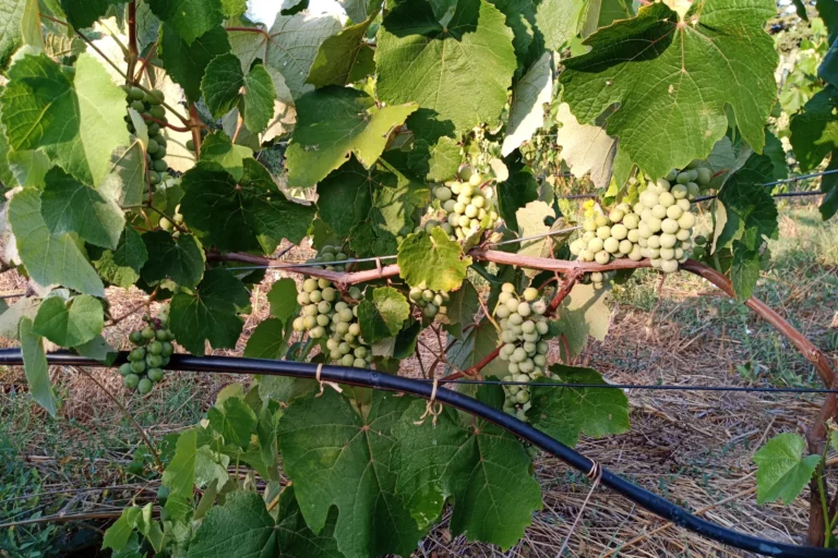 Domaine de l’Anchois
