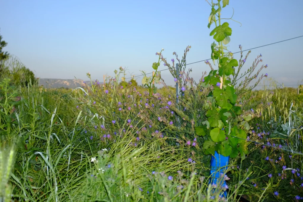 Domaine de l’Anchois - Jeune cep sur son tuteur, entouré d’herbes et de fleurs sauvages