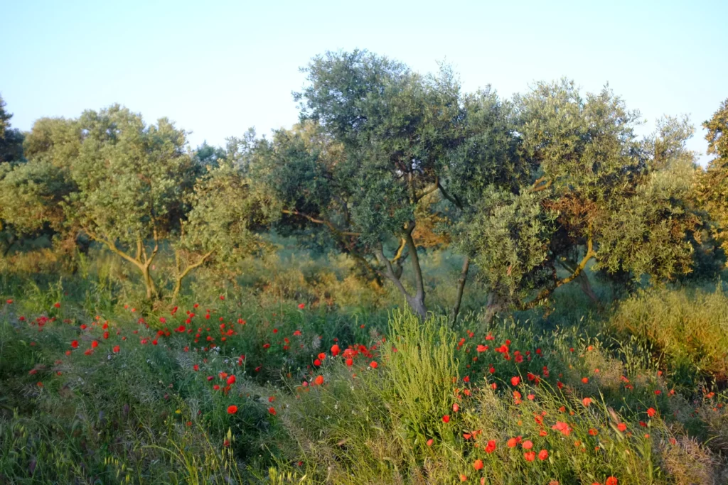Domaine de l’Anchois - Oliviers du domaine au milieu des coquelicots