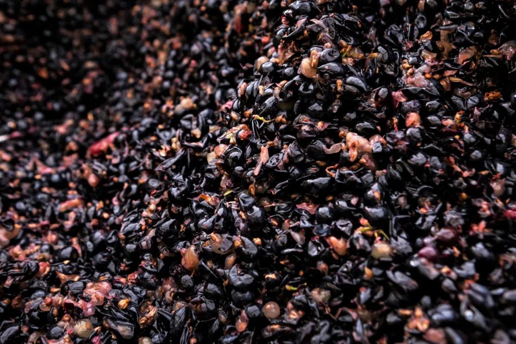 Domaine de l’Anchois - Raisins noirs foulés dans la cuve, au début de la fermentation