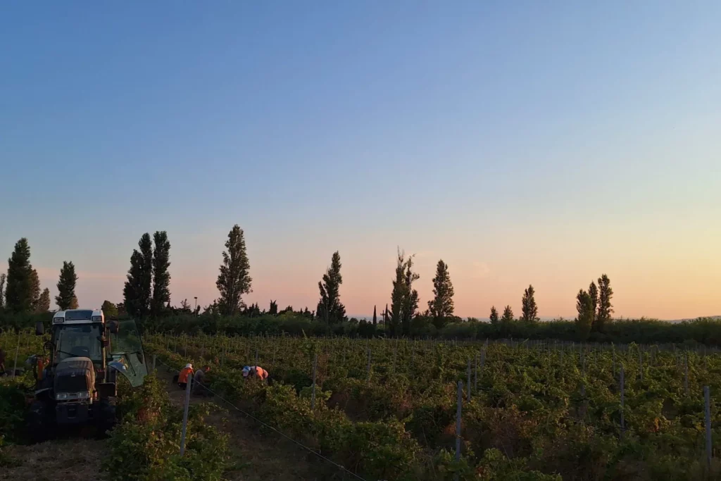 Domaine de l’Anchois - Vendanges à l’aube, un tracteur entre les rangs sous un ciel clair