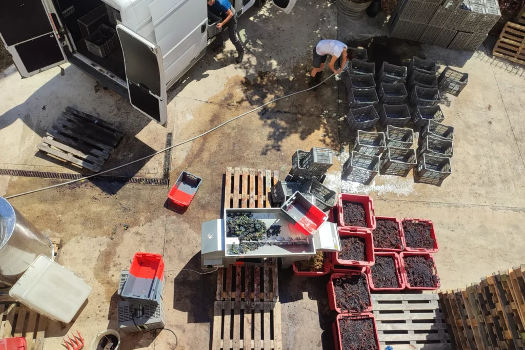 Domaine de l’Horizon - Caisses de raisins et table de tri vues d’en haut pendant les vendanges