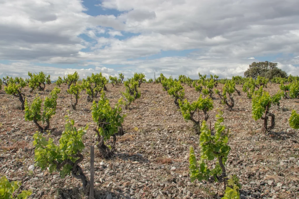 Domaine de l’Horizon - Souches en gobelet au printemps sur un sol couvert de cailloux