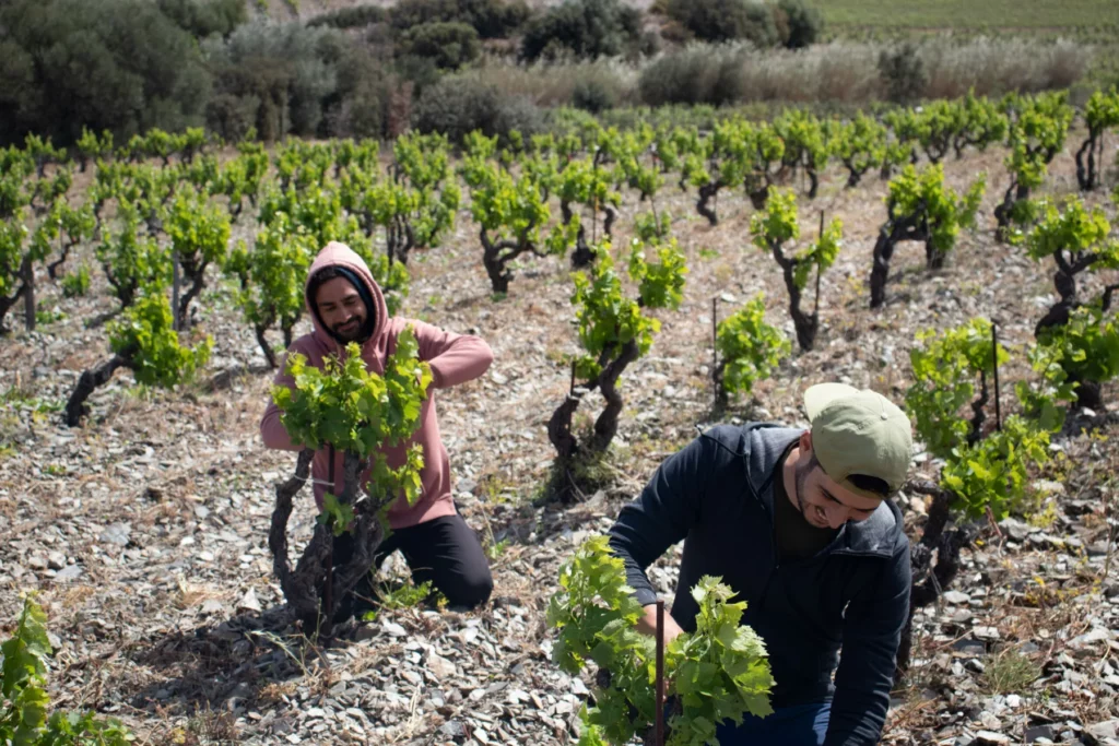 Domaine de l’Horizon - Deux personnes travaillent à la main entre les ceps au printemps