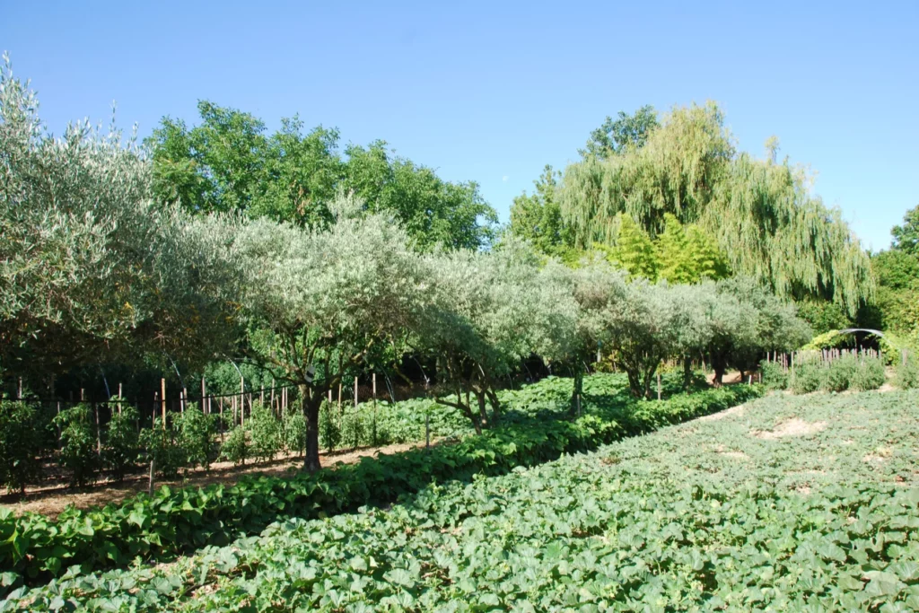 Domaine de l’Oiselet - Rangs du potager bordés d’une haie d’oliviers
