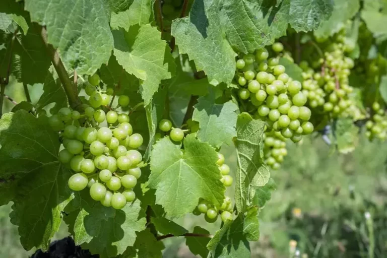 Domaine de la Belière