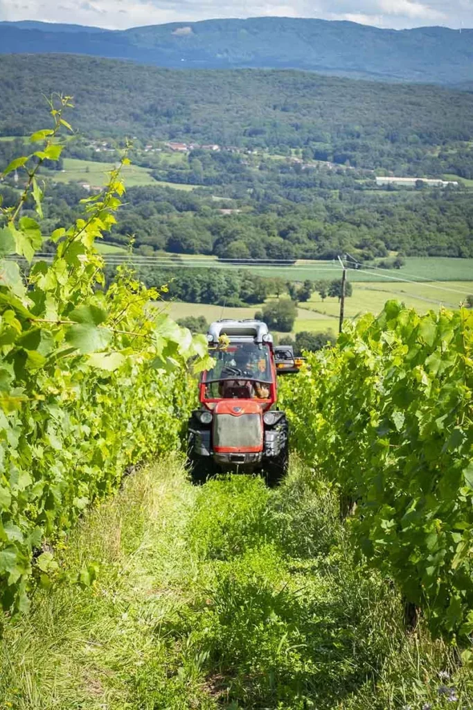 Domaine de la Belière - Tracteur au travail entre deux rangs de vigne, la vallée en contrebas