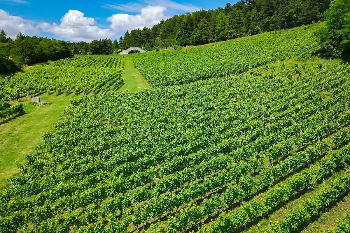 Domaine de la Belière - Vignes en coteau sous la lisière de la forêt, en été