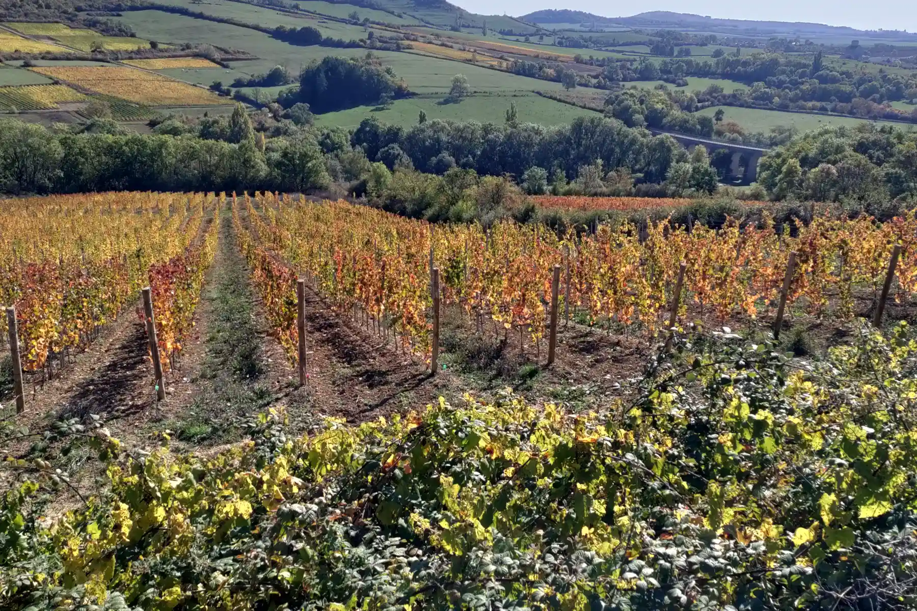 Domaine de la Cozanne - Le Clos de Beauvoir en automne, au-dessus de la vallée