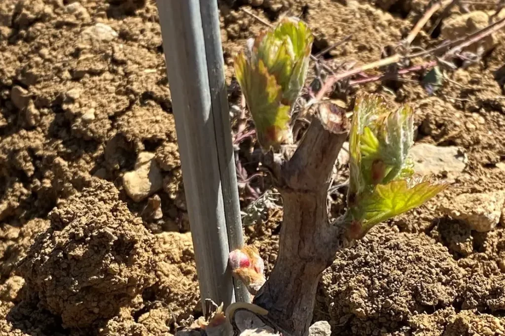 Domaine de la Cozanne - Jeune pied de vigne au débourrement