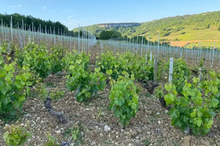Domaine de la Cozanne