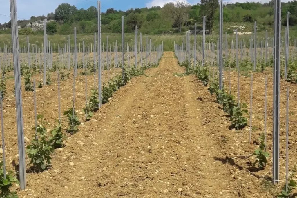 Domaine de la Cozanne - Rangs larges d’une jeune vigne haute