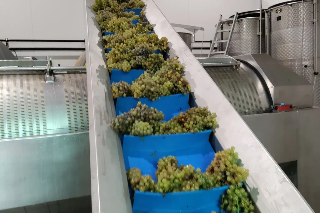 Domaine de la Cozanne - Grappes de chardonnay sur le tapis de réception de la cuverie