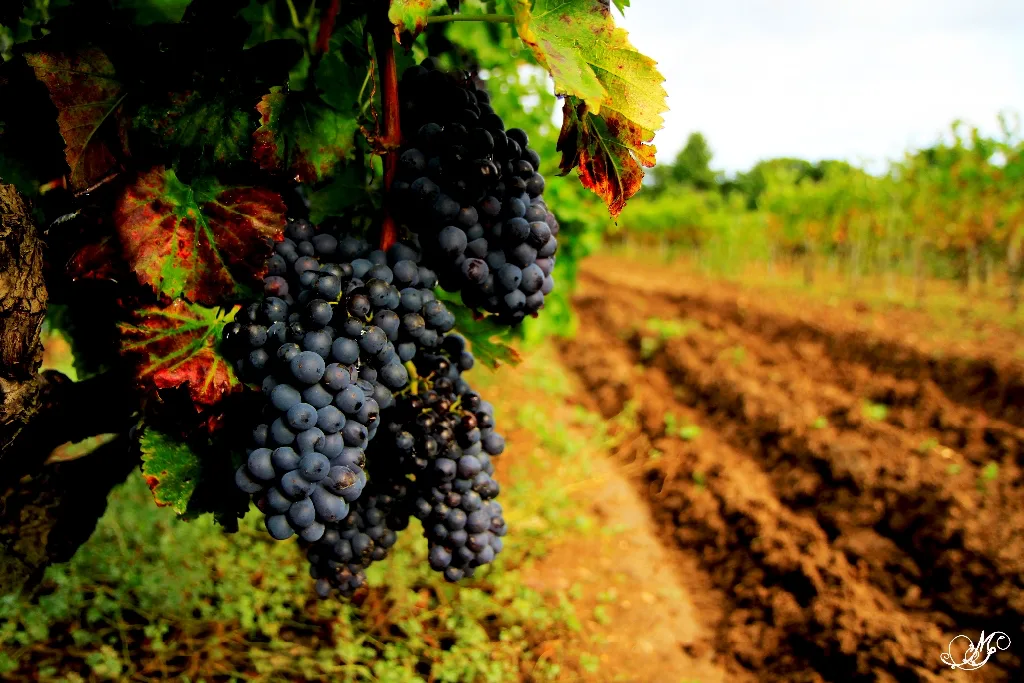 Domaine de la Ganse - Grappes noires mûres au bord d’un rang de vigne