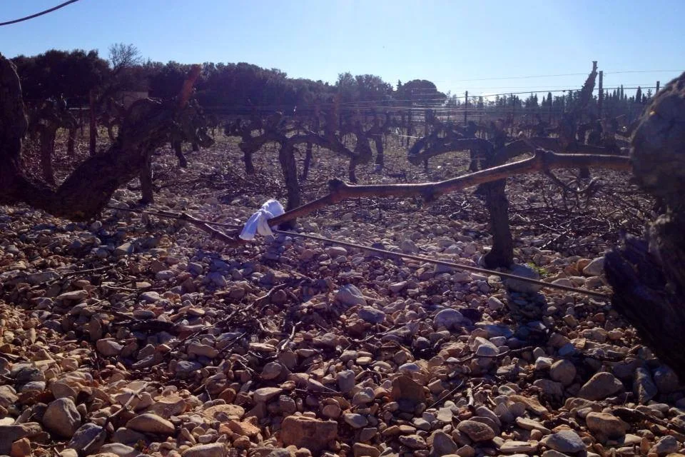 Domaine de la Ganse - Souches taillées au milieu des galets roulés, sous un ciel d’hiver