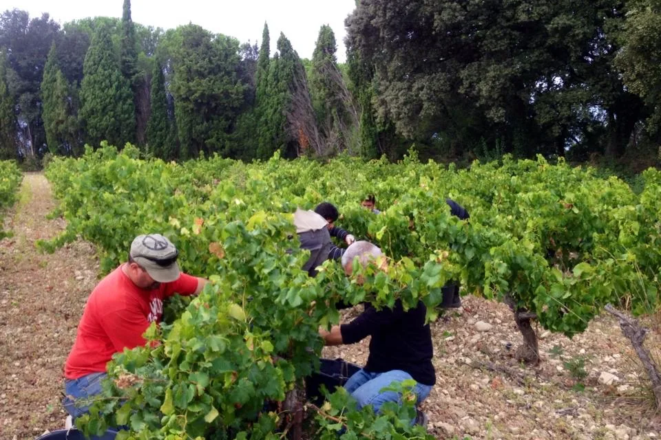 Domaine de la Ganse - Vendangeurs penchés sur les souches dans un rang bordé d’arbres