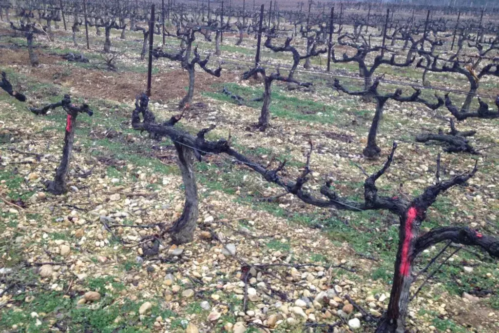 Domaine de la Ganse - Rangs de vieilles souches taillées en gobelet sur un sol de galets, en hiver