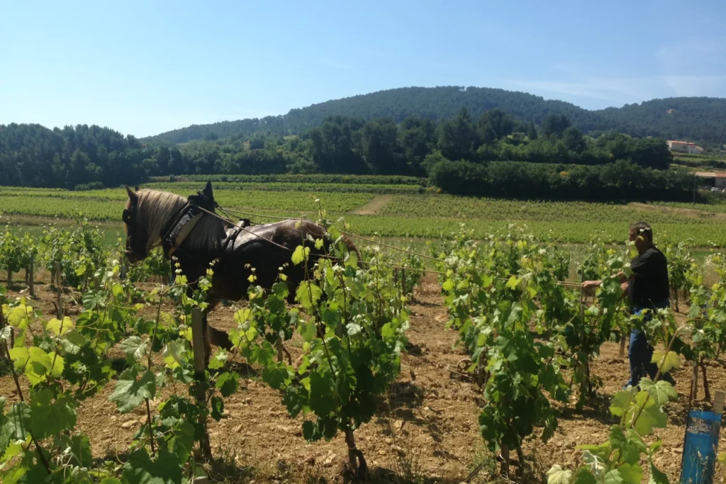 Domaine de la Garenne - Travail du sol au cheval entre les rangs de vigne