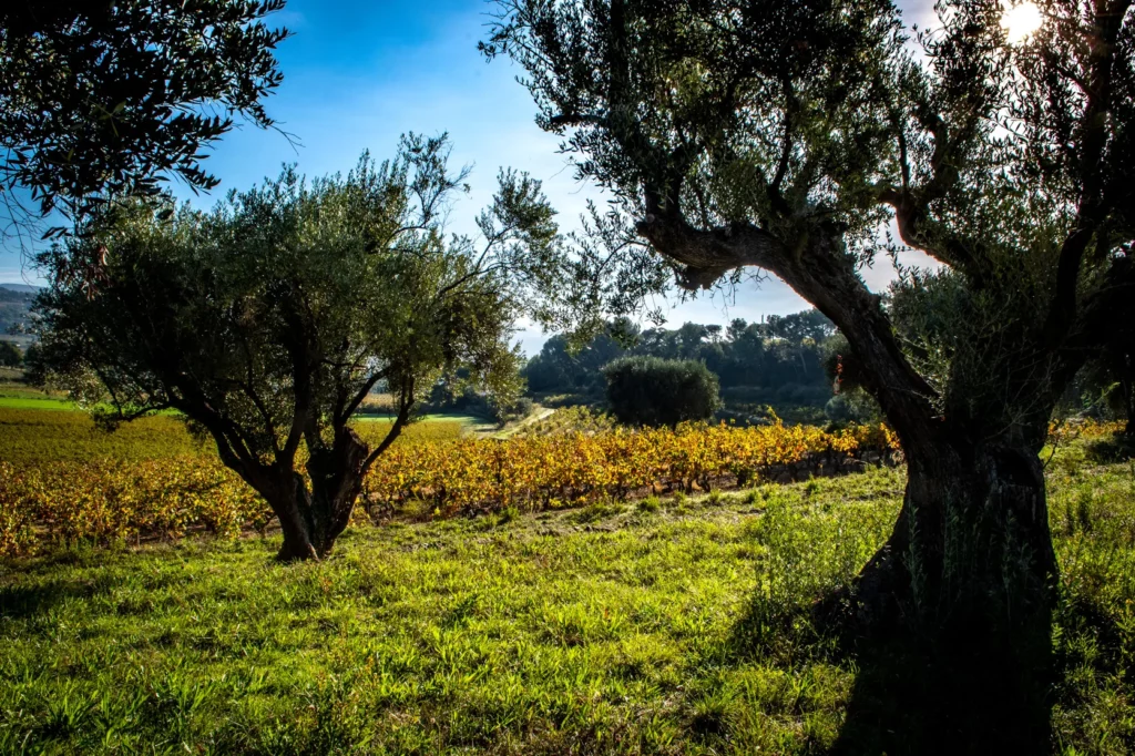Domaine de la Garenne - Oliviers en bordure des vignes