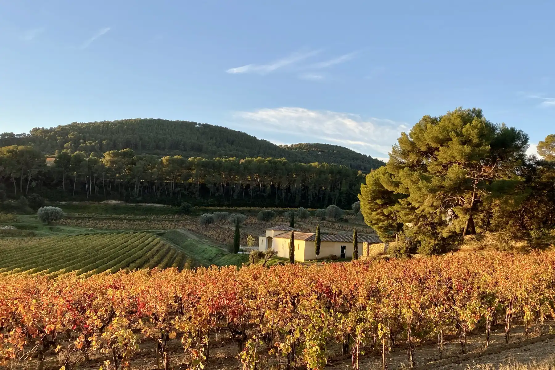 Domaine de la Garenne - Vignes aux couleurs d’automne au pied des collines boisées