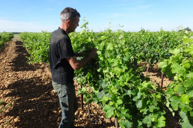 Domaine de la Patience