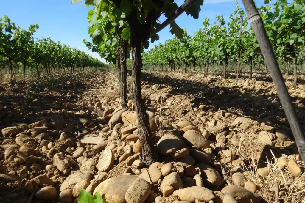 Domaine de la Patience - Galets roulés au pied d’un cep, rangs de vigne en arrière-plan