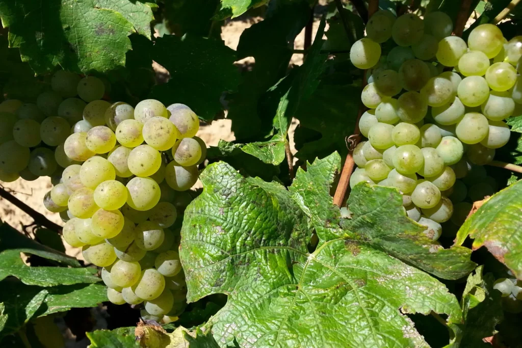 Domaine de la Patience - Grappes de raisin blanc presque mûres sous les feuilles