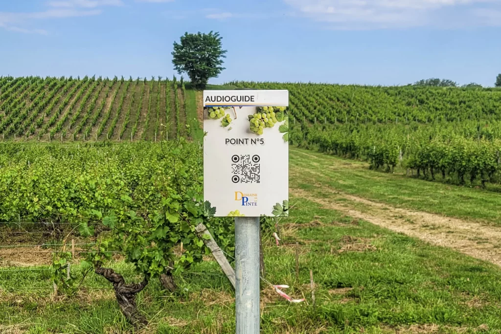 Domaine de la Pinte - Borne du parcours audioguidé au milieu des vignes