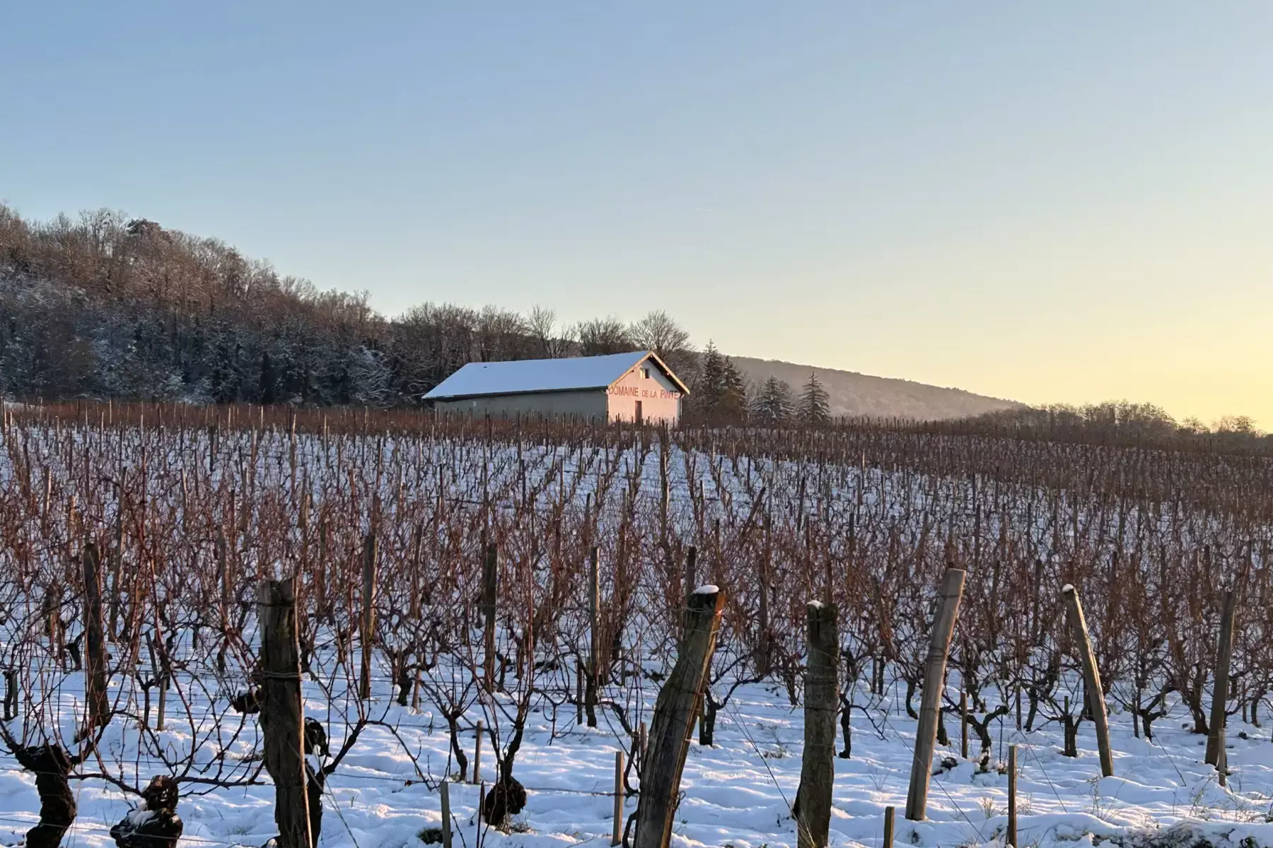 Domaine de la Pinte - Vignes sous la neige au lever du jour