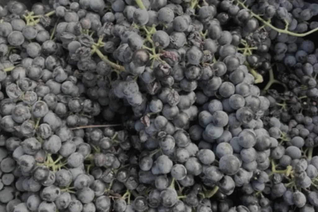 Domaine de la Ville Rouge - Grappes de syrah fraîchement vendangées