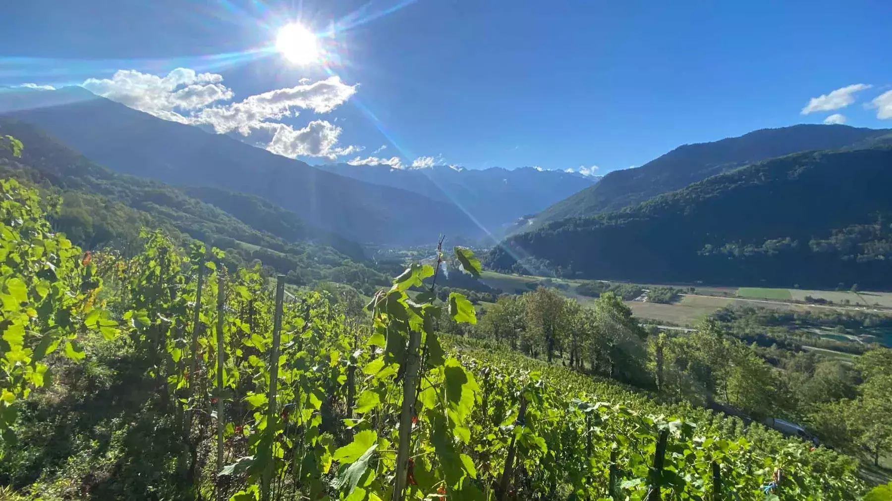Domaine de l’Aitonnement - Coteau de vignes en contre-jour au-dessus de la vallée, face aux sommets