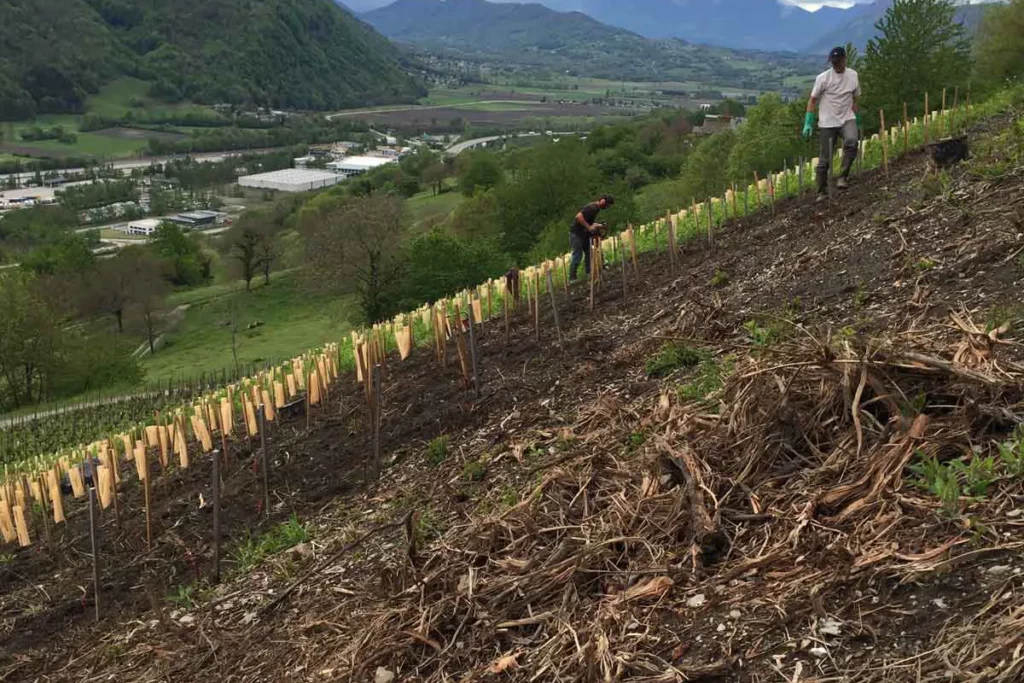 Domaine de l’Aitonnement - Jeune plantation en forte pente au-dessus de la vallée