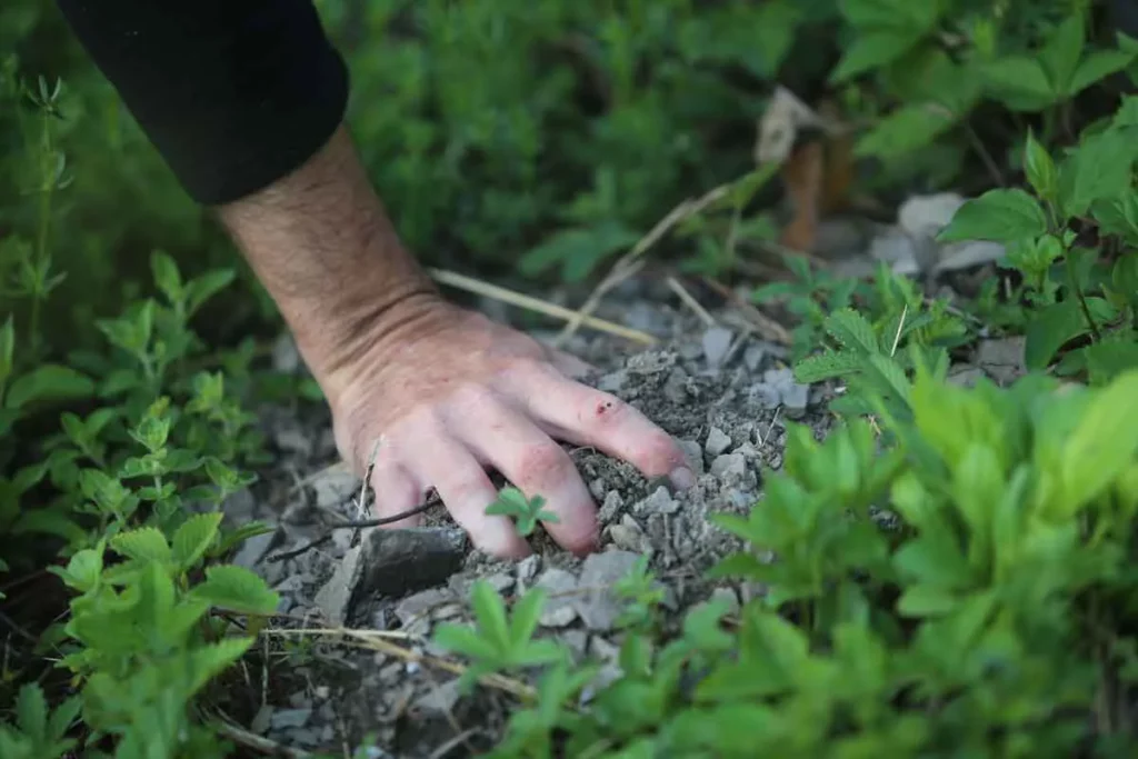 Domaine de l’Aitonnement - Une main dans la terre caillouteuse de marnes et de schistes, au pied des vignes à Aiton