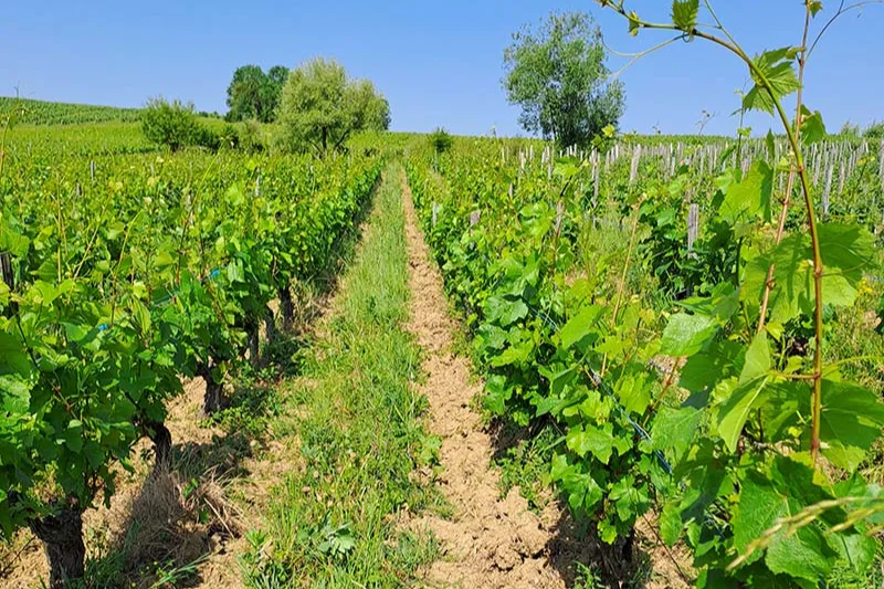 Domaine de l'Octavin - Rang enherbé entre deux lignes de vigne en juin