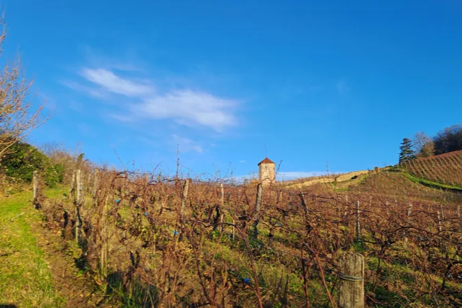 Domaine de l'Octavin - Rangs de vigne en automne sous un ciel bleu, une cabane de vigne au loin