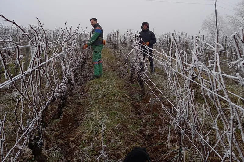 Domaine de l'Octavin - Taille d'hiver dans des rangs couverts de givre